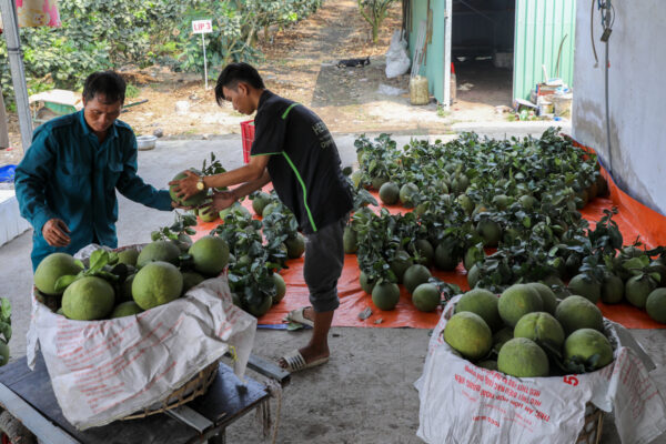 Nông dân Sài Gòn thu hoạch bưởi da xanh vụ Tết • Vinasa
