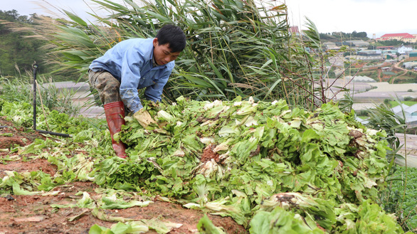 hoa rau Đà Lạt