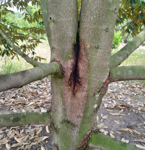 Bệnh xì mủ trên cây sầu riêng