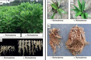 Tác dụng của Nấm Trichoderma đến bộ rễ cây trồng