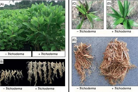 Tác dụng của Nấm Trichoderma đến bộ rễ cây trồng
