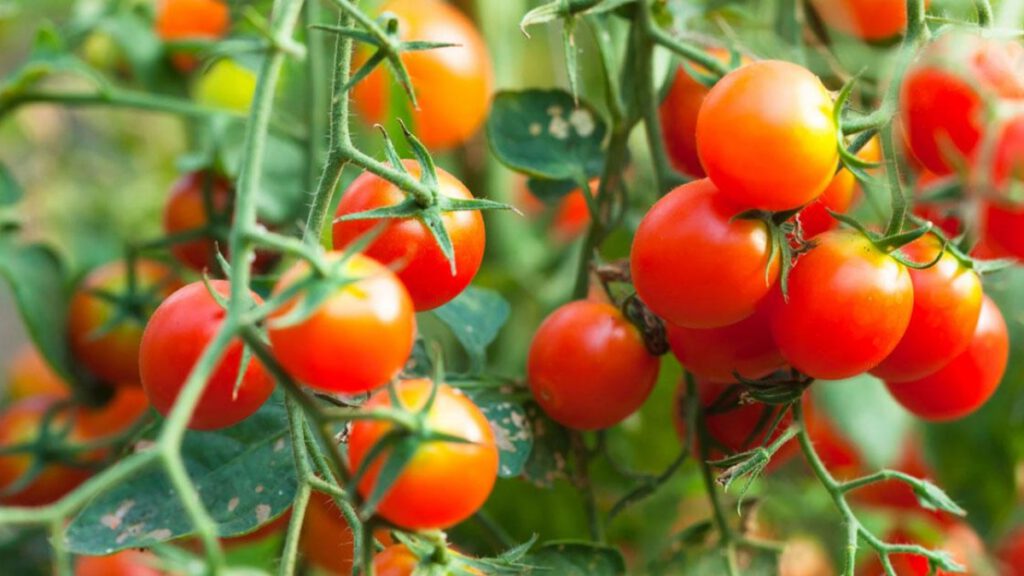 Top 2 các loại rau ăn quả trồng trên sân thượng: Cà chua