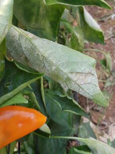 Bệnh phấn trắng trên cây ớt: Cách phòng trị hiệu quả