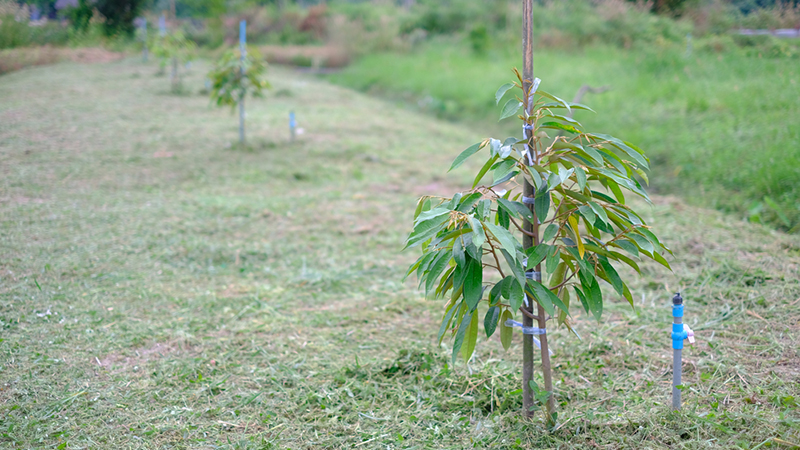 Kỹ thuật chăm sóc sầu riêng con mới trồng • Vinasa Agri Tech J.S.C