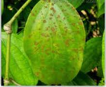 Bệnh nấm hồng trên cây hồ tiêu • Công ty cổ phần công nghệ nông nghiệp Vinasa