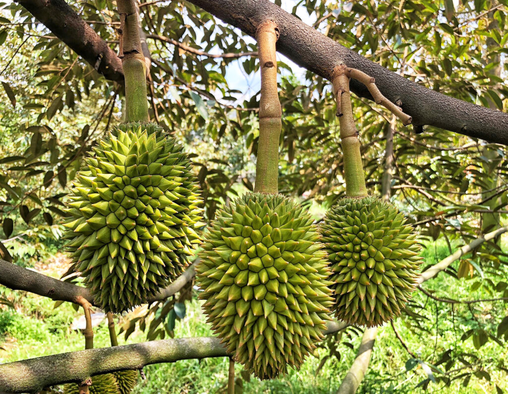 Biện pháp và nguyên nhân sầu riêng rụng trái non • Vinasa Agri Tech J.S.C