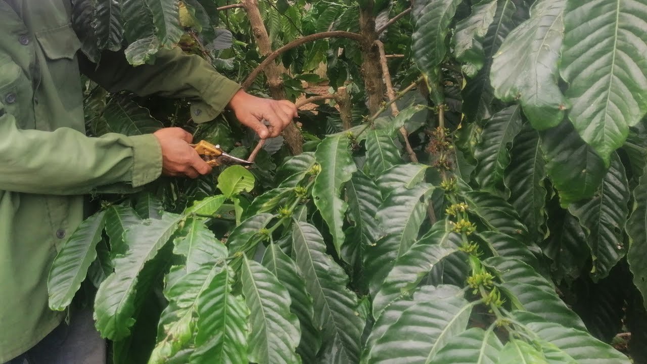 Kỹ thuật cắt tỉa cành Cà phê sau thu hoạch • Vinasa Agri Tech J.S.C