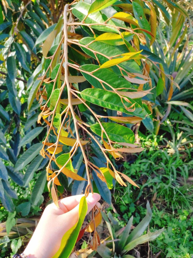 Phục hồi cây sầu riêng sau thu hoạch siêu tiết kiệm
