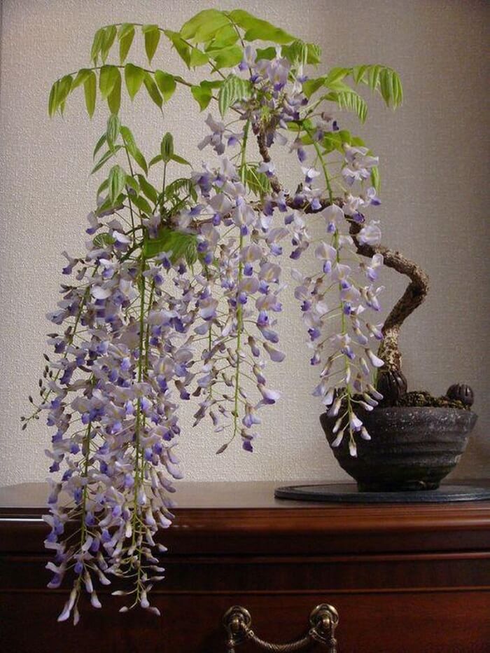 Top 4 loài cây Bonsai đẹp đến mê hồn người chơi