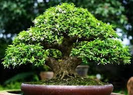 Top 4 loài cây Bonsai đẹp đến mê hồn người chơi