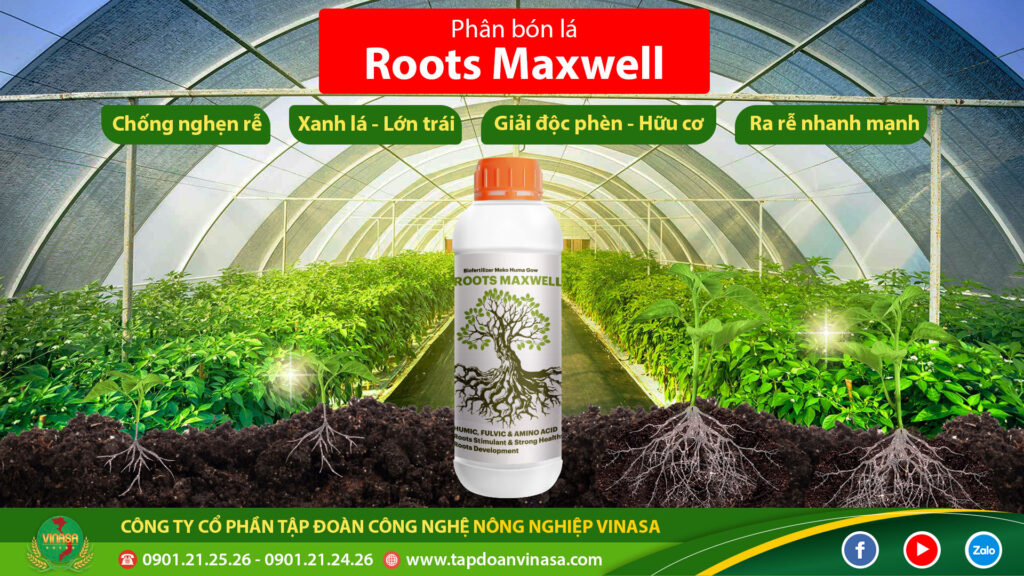 kích rễ roots maxwell