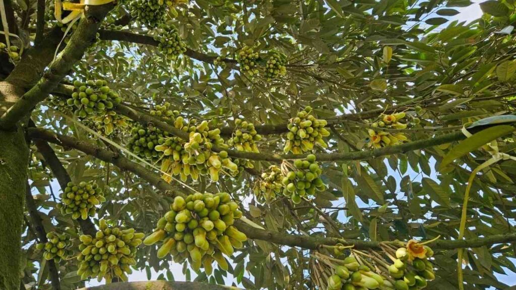 Hoa-sau-rieng