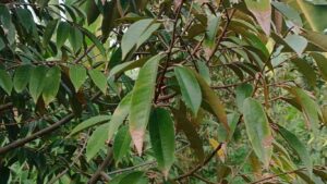 la-sau-rieng-bi-benh (1)