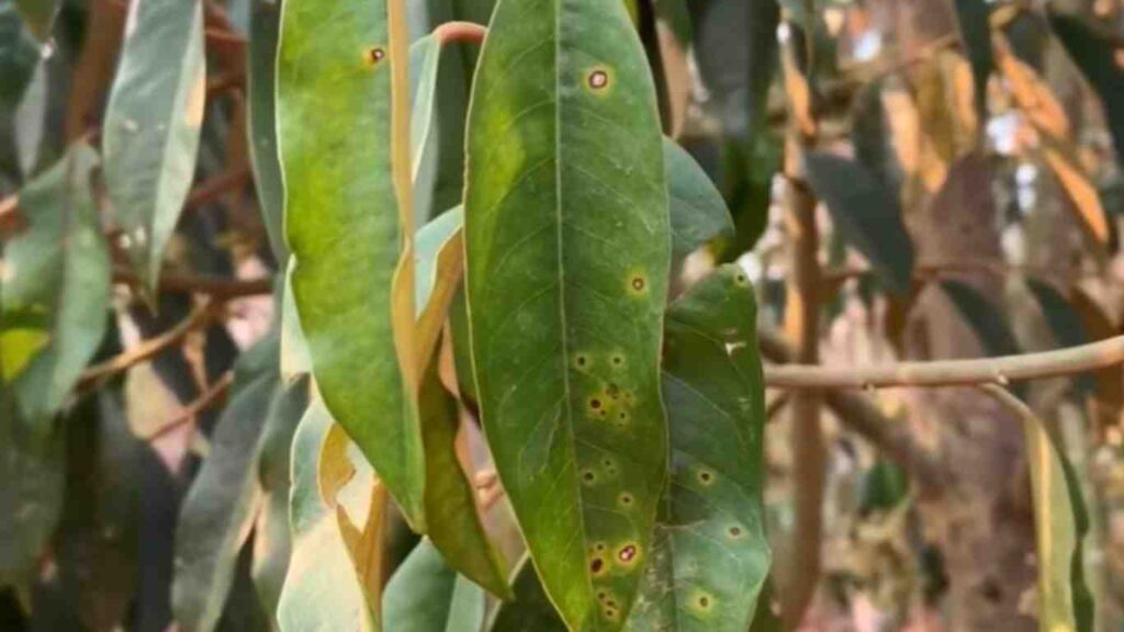 la-sau-rieng-bi-benh