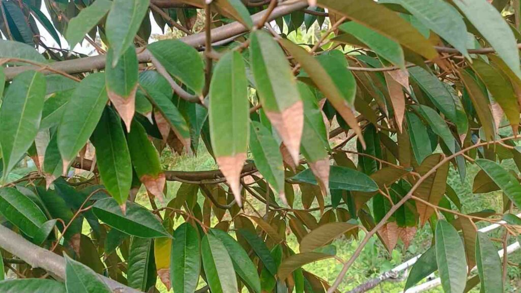 la-sau-rieng-bi-benh (2)