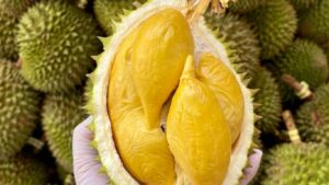 sau-rieng-ky-gi