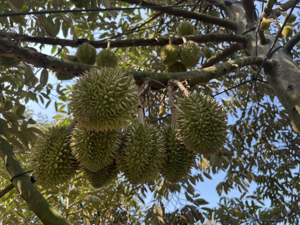 sau-rieng-da-xanh-gai-nhim