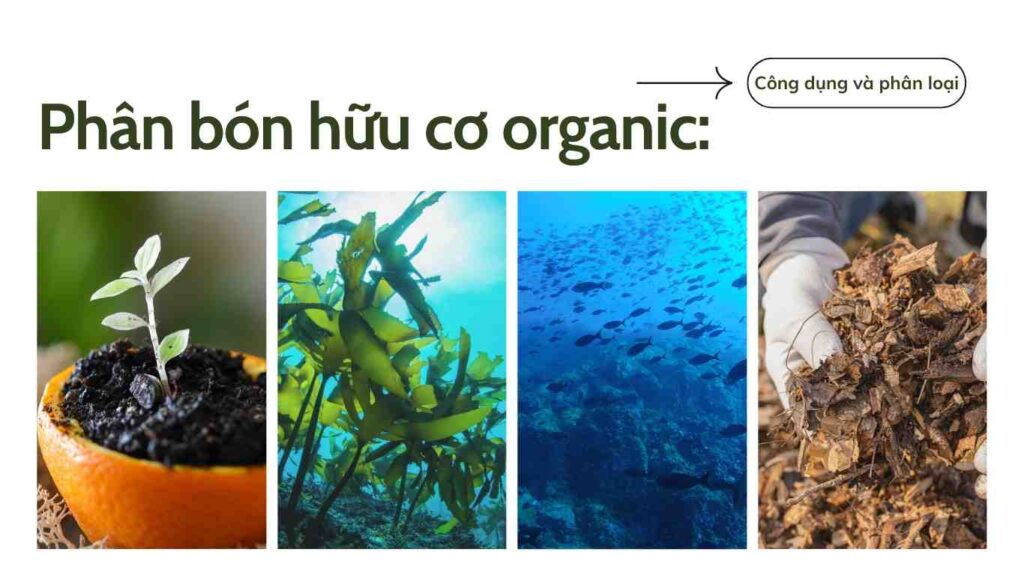 phan-bon-huu-co-organic