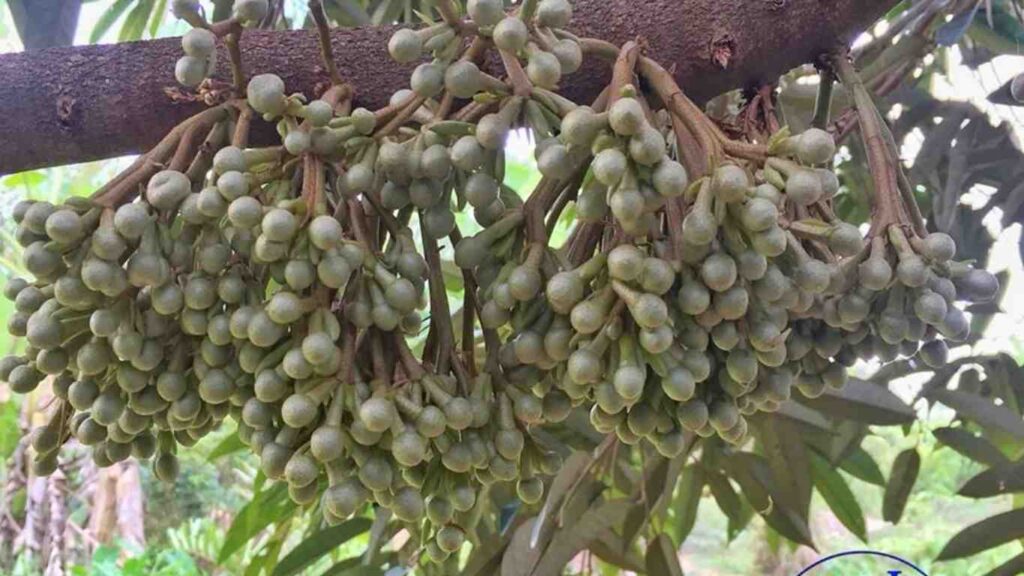 hoa sau rieng 