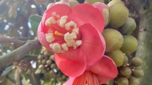 hoa-sau-rieng-rung