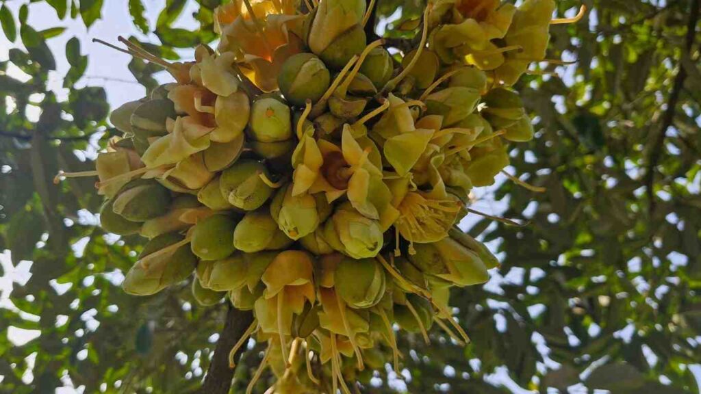 hoa-sau-rieng-xo-nhuy