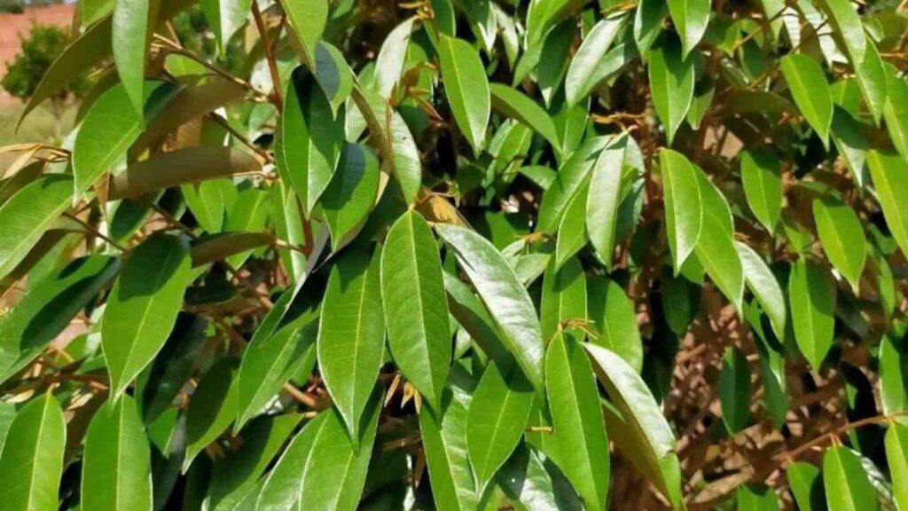 la-sau-rieng
