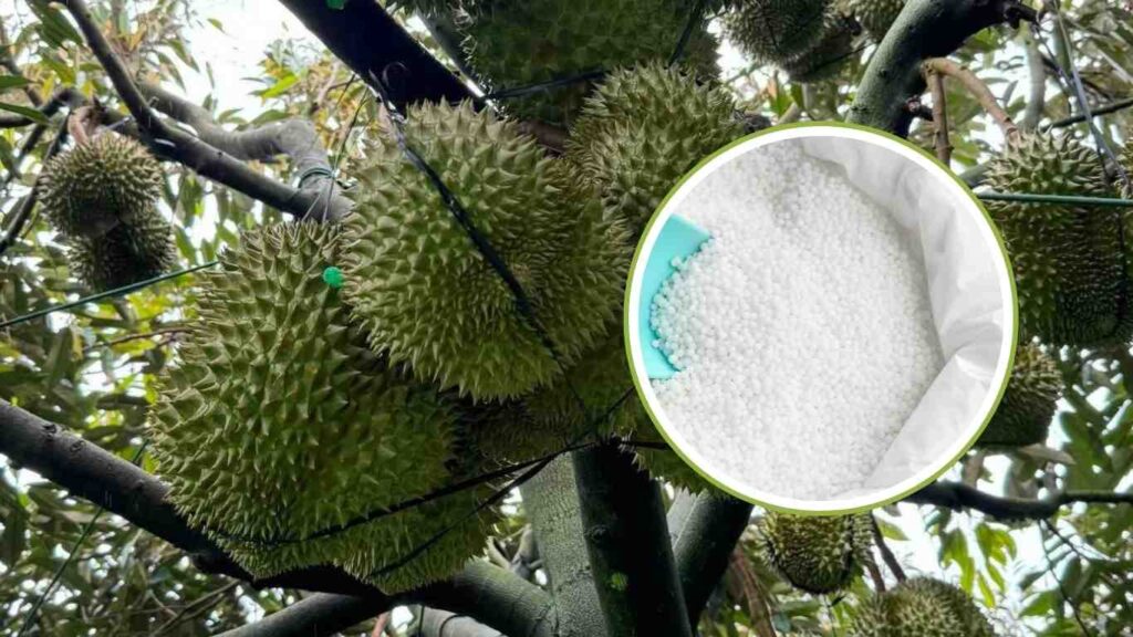 sau-rieng-bon-phan-kali-trang
