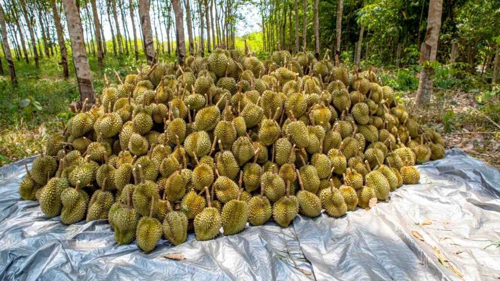 thu-hoach-sau-rieng