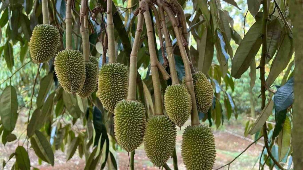 phan-bon-la-duong-trai-sau-rieng-non