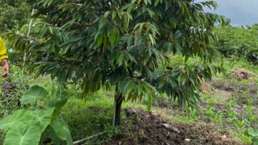 cay-sau-rieng-duoi-1-nam-tuoi