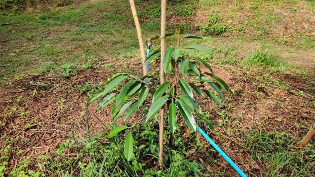 cay-sau-rieng-duoi-1-nam-tuoi (2)