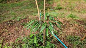 cay-sau-rieng-duoi-1-nam-tuoi (2)
