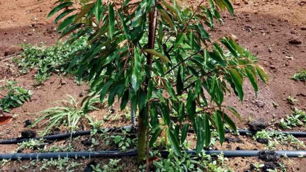 cay-sau-rieng-duoi-1-nam-tuoi (3)
