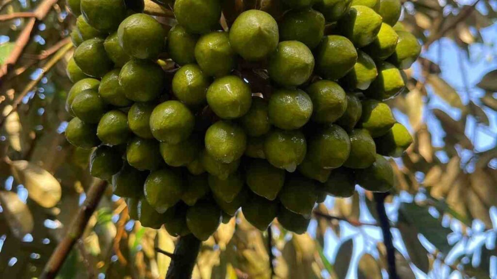 hoa-sau-rieng