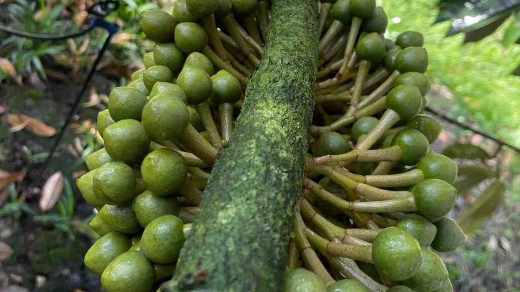 mat-cua-sau-rieng