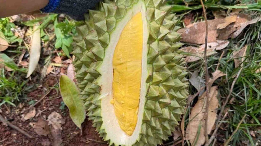 sau-rieng-com-vang