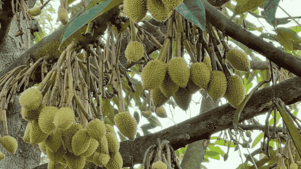 trai-non-sau-rieng