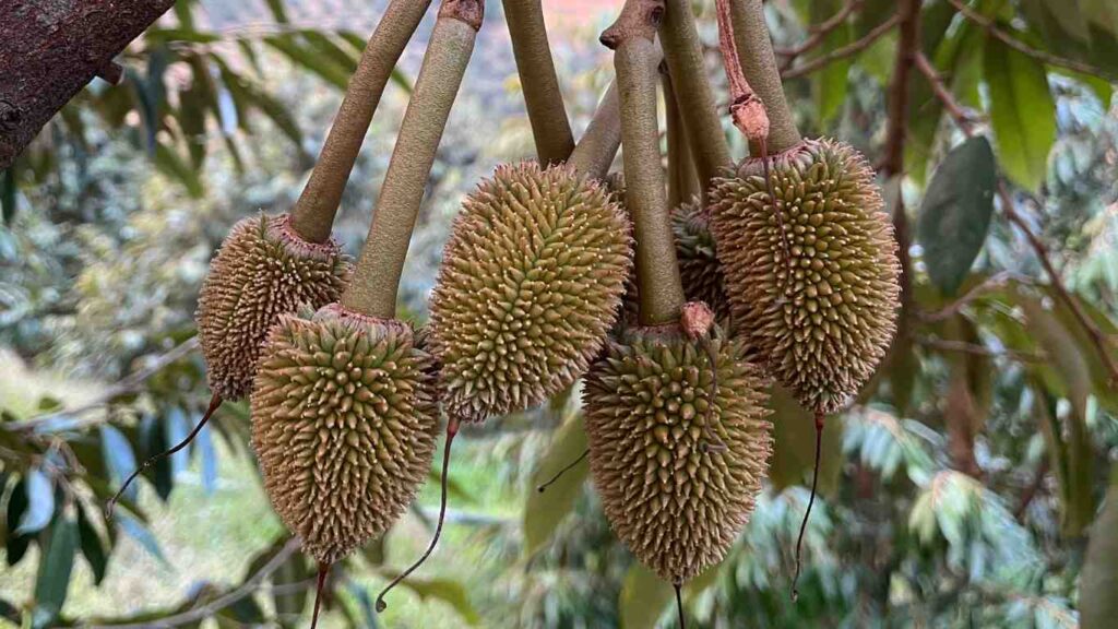 trai-non-sau-rieng-vang-gai