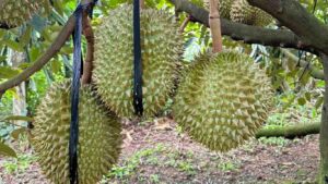 trai-sau-rieng (2)