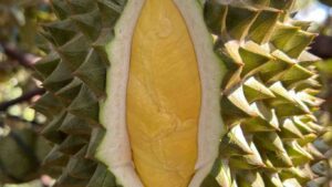 trai-sau-rieng