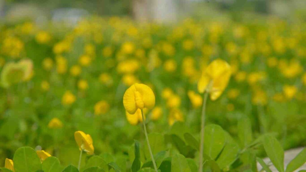 co-dau-phong