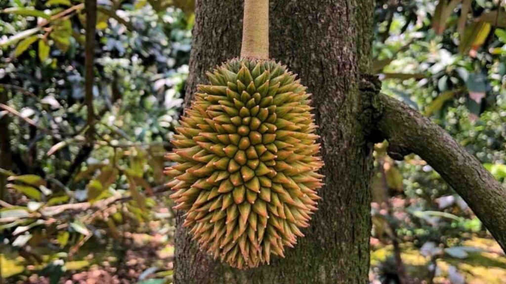 sau-rieng-bi-do-gai (1)