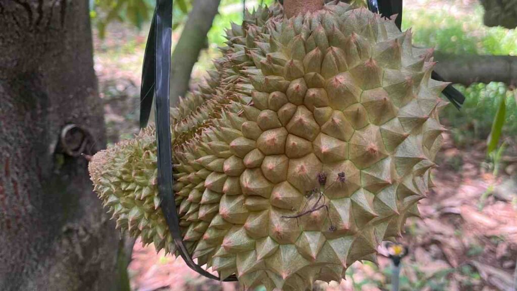 sau-rieng-meo-trai