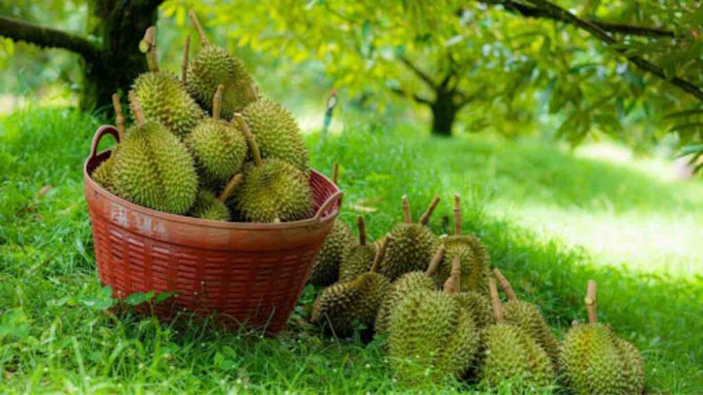 thu-hoach-sau-rieng (1)