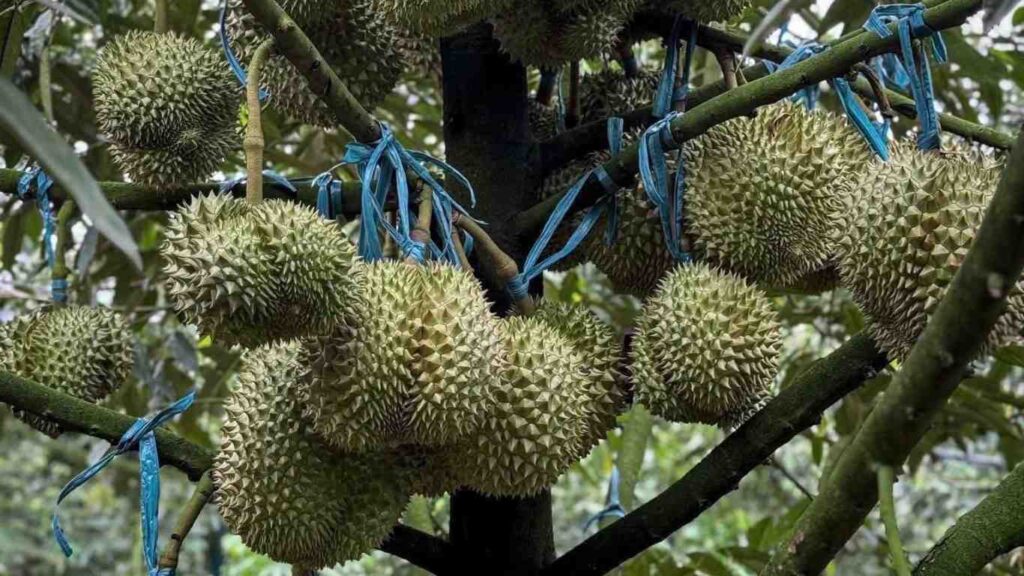 trai-sau-rieng