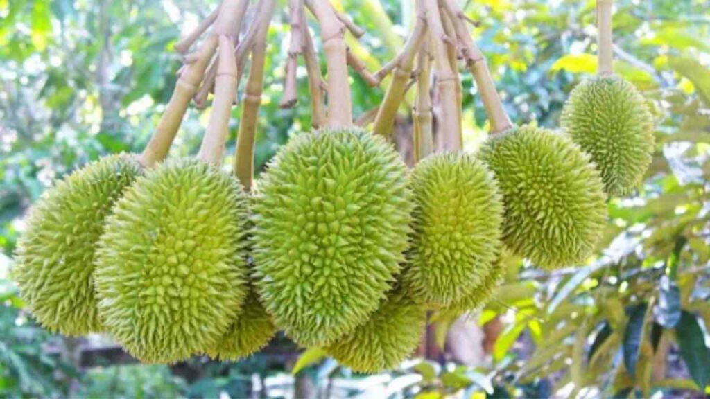 trai-sau-rieng