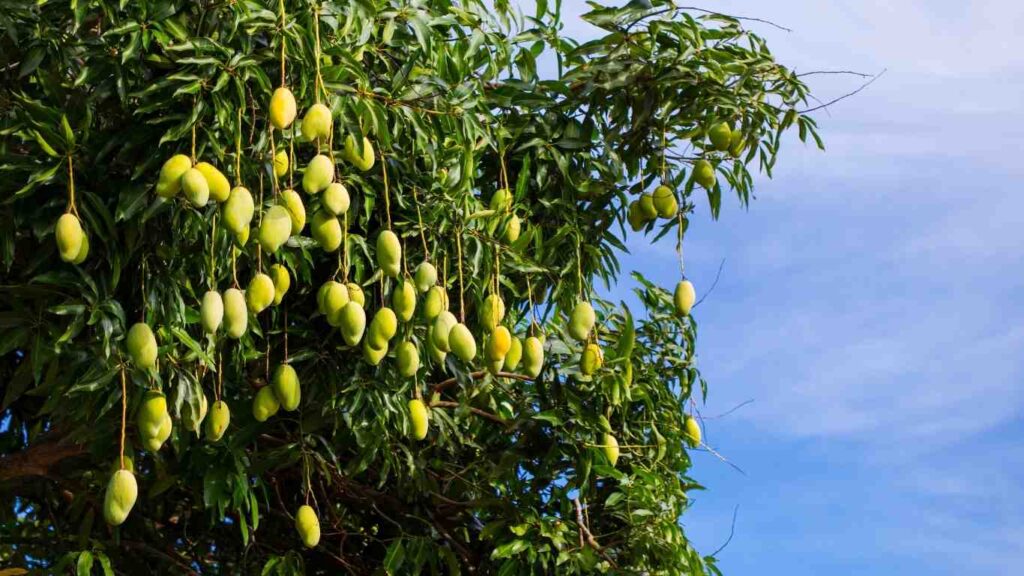 cach-trong-cay-xoai (1)
