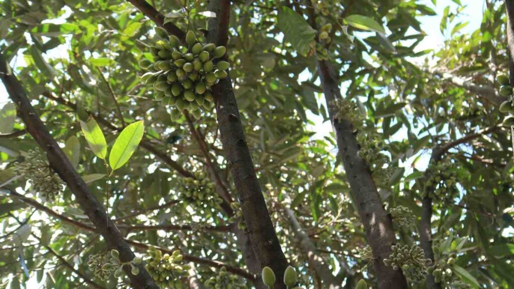 hoa-sau-rieng (1)