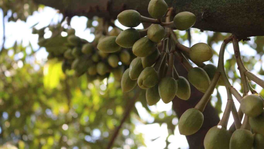 hoa-sau-rieng
