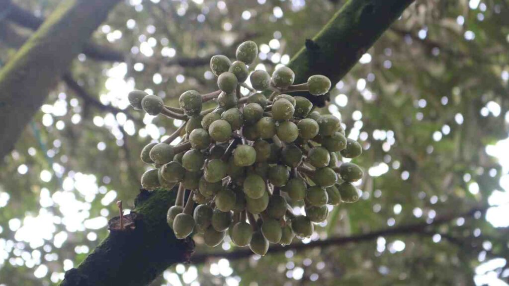hoa-sau-rieng (2)